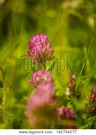 A Beautiful, Vibrant Red Clover Flower In A Meadow. Sunny Summer Day.