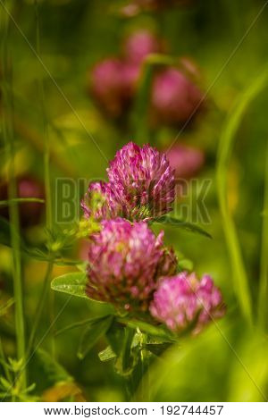 A Beautiful, Vibrant Red Clover Flower In A Meadow. Sunny Summer Day.