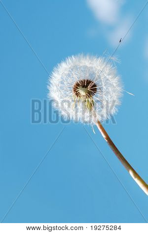 White paardebloem in zonlicht