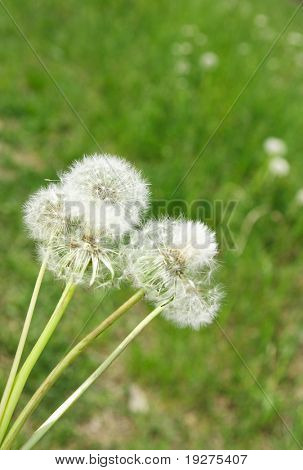mooie witte paardebloemen