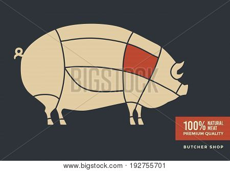 Cuts of pork. Poster with picture of pig, for butcher shop, farmer market. Vector illustration.