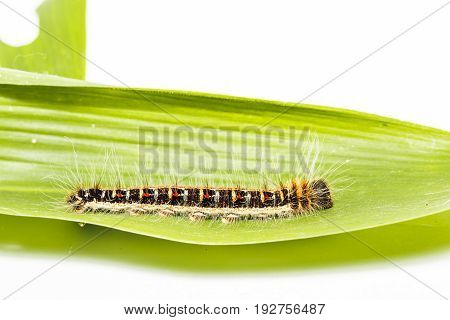 Black Caterpillar Of Common Duffer Butterfly ( Discophota Sondaica Boisduval )