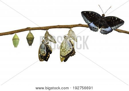 Isolated Transformation Of Male Common Archduke Butterfly Emerging From Chrysalis ( Lexias Pardalis