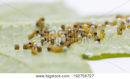 Caterpillar Of Leopard Lacewing (cethosia Cyane Euanthes) Butterfly Emerging From Eggs And Eating Th