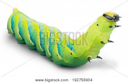 Close caterpillar close up green yellow white striped