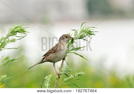 Northern wheatear, bird, female. Bird of the flycatcher family. The bird made a nest on the stony bank of the river.