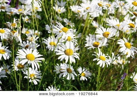 ของ daises สีขาว