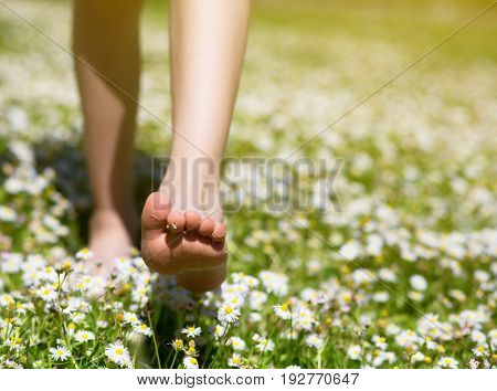 Child's feet in daisy closeup view. Shoeless boy walking on spring meadow. Little boy lying on summer meadow green grass with daisy. 