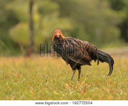 Free ranging wild poultry cockerel on Hawaiian island of Kauai soaking wet after a drenching rain storm