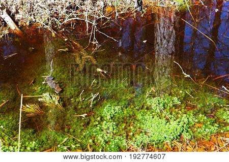 swamp marsh mire wetland fen morass quagmire slough marshland