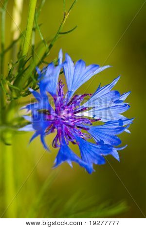 Centaurea cyanus (fiordaliso) su uno sfondo verde