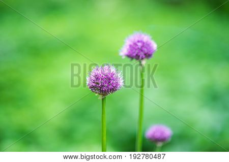 Flower head of Allium Purple Sensation Allium aflatunense Moscow, Russia.