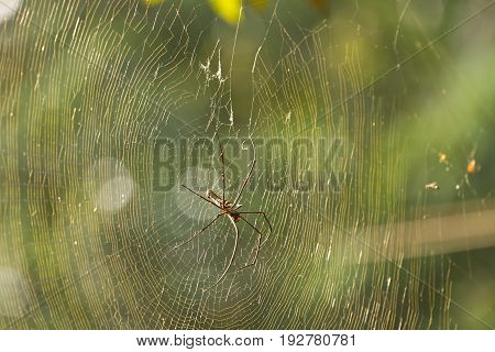 Nephila Maculata, Giant Wood Spider in the forest of Laos