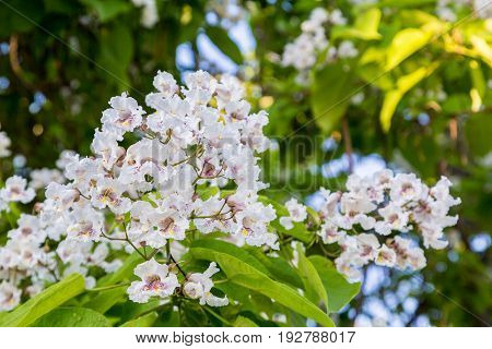 Flowering tree Catalpa bignonioides. White flowers and green leaves on blurred background.