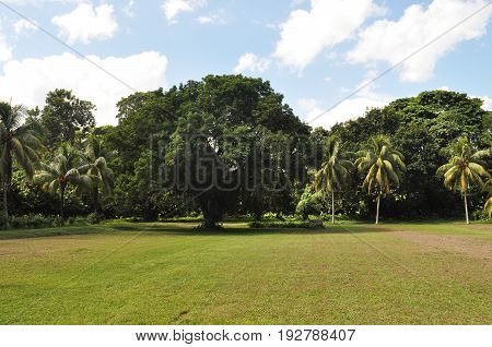 Landscape of my beautiful green state Yaracuy