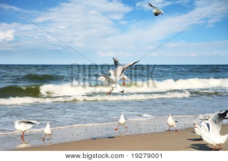 Gabbiani sopra il mare