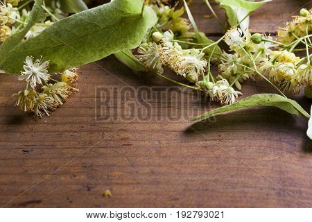 Fresh aromatic linden blossom on old wooden background