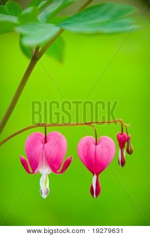 Dicentra spectabilis også kendt som Venuss bil, blødende hjerte eller lyre blomst