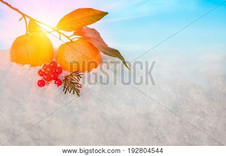 Christmas fruit in snow - orange, red berries viburnumi and green leaf in snow before Christmas in sunny winter afternoon against the blue sky