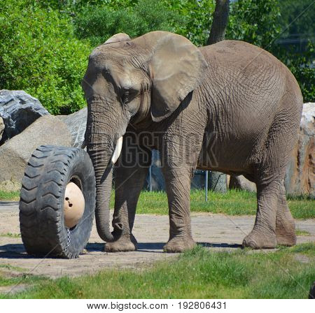 Elephants are large mammals of the family Elephantidae and the order Proboscidea. Two species are traditionally recognised, the African elephant (Loxodonta africana) and the Asian elephant
