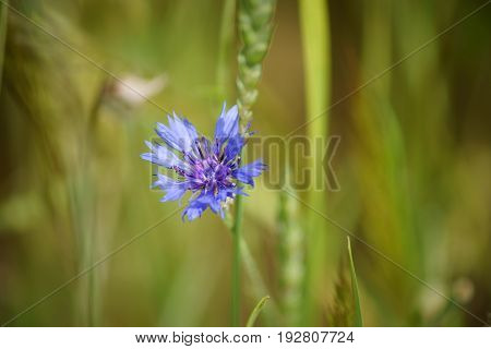 The close-up and top view of a cornflower at the field edge.