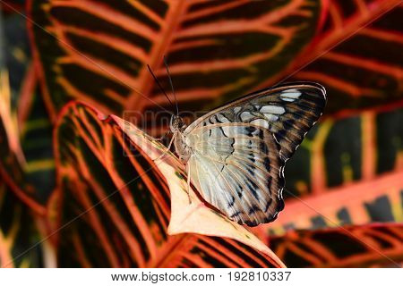 A brown clipper butterfly lands in the gardens looking for fun and adventure.