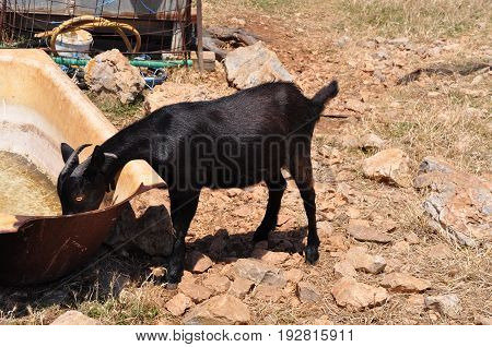 Black billy goat drinking from rusty old bathtub in greek countryside