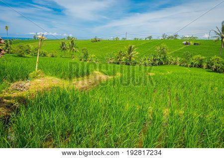 Green rice field close up. Rice in water on rice terraces, Ubud, Bali, Indonesia.