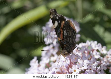 Nymphalidae บน Buddleja