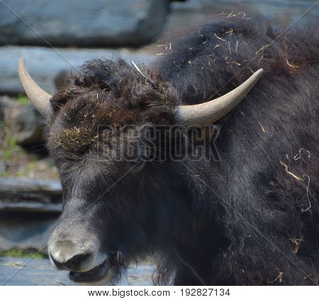 The yak is a long-haired bovid found throughout the Himalaya region of southern Central Asia, the Tibetan Plateau and as far north as Mongolia and Russia.