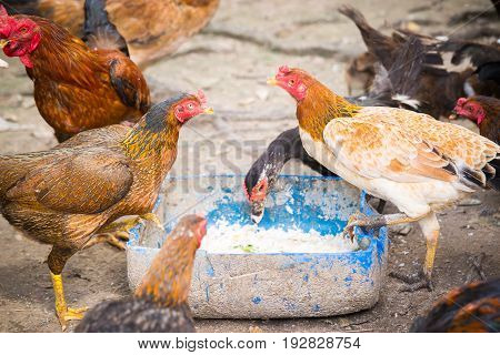 Small chicken farm in the community,Chicken feeds in food rails