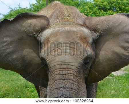 Elephants are large mammals of the family Elephantidae and the order Proboscidea. Two species are traditionally recognised, the African elephan and the Asian elephant