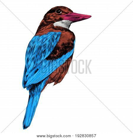bird Alcyone sketch vector graphics color picture