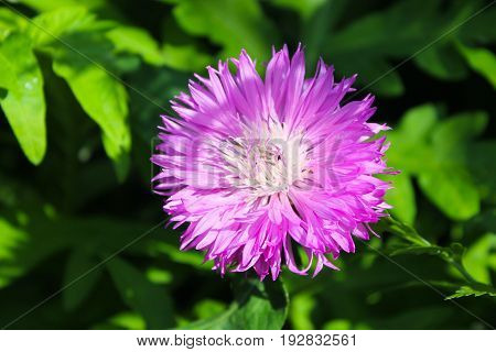 Purple cornflower (Centaurea dealbata) in the garden