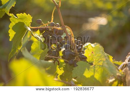 Ripe grapes in an old vineyard in the tuscany winegrowing area, Italy Europe