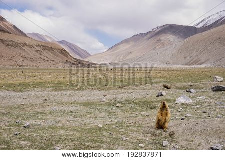 Marmot in beautiful  landscape with snow peaks background,North India.