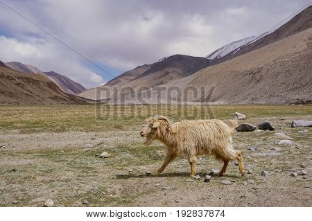 Kashmir goat  in beautiful  landscape with snow peaks background,North India.