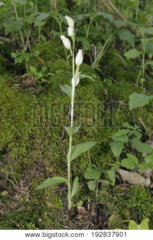 White Helleborine