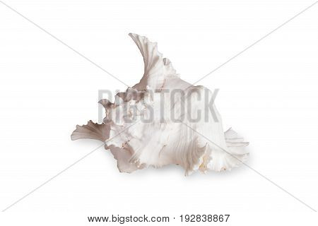 Seashells tropical Isolated With Paths white Background