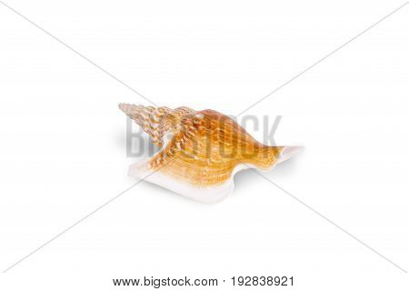 Seashells tropical Isolated With Paths white Background