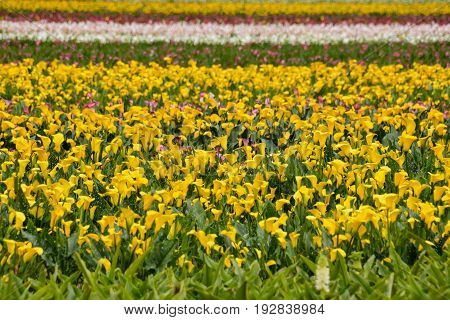 Calla Garden Field Cultivation