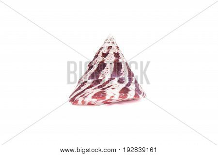 Seashells tropical Isolated With Paths white Background