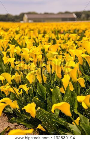 Calla Garden Field Cultivation