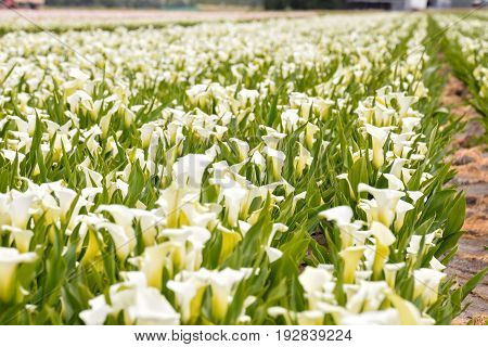 Calla Garden Field Cultivation