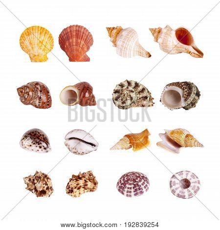 Seashells tropical Isolated With Paths white Background