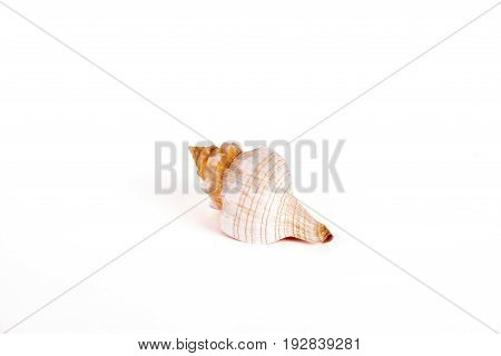 Seashells tropical Isolated With Paths white Background