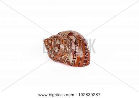 Seashells tropical Isolated With Paths white Background