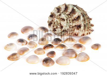 Seashells tropical Isolated With Paths white Background