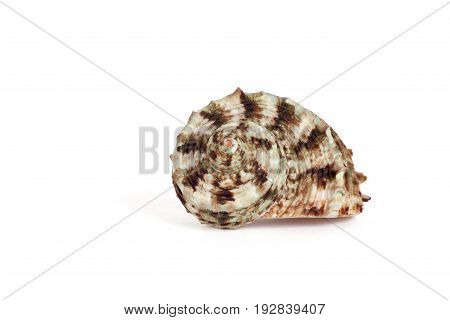 Seashells tropical Isolated With Paths white Background
