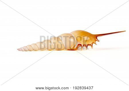 Seashells tropical Isolated With Paths white Background